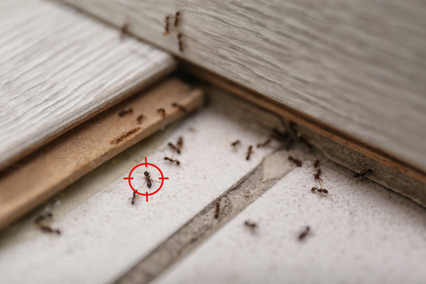 Trusted Kingsburg, CA Pest Control Experts