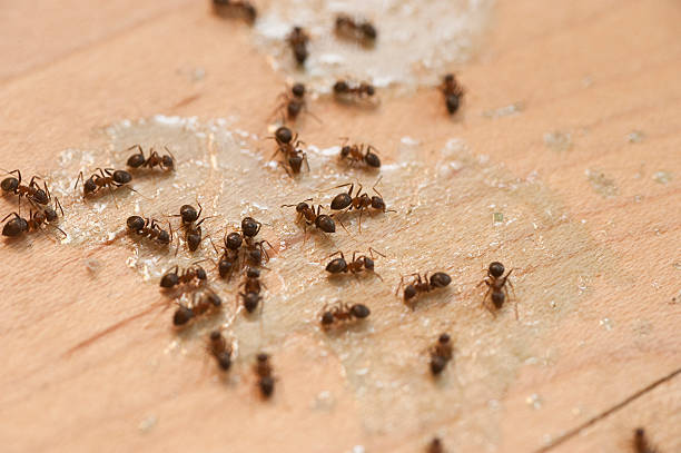Best Pest Inspection Near Me  in Kingsburg, CA