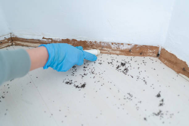 Best Rat Extermination Near Me  in Kingsburg, CA